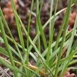 Carex stenophylla Hábito