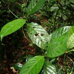 Psychotria alatipes Habitat