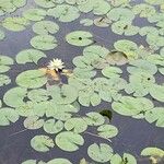 Nymphaea odorata Leaf