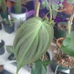 Philodendron panduriforme Leaf