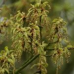 Quercus afares Blüte