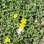 Oxalis dillenii Blüte