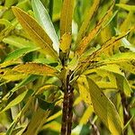 Breonadia salicina Leaf
