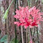 Hibiscus schizopetalus Flower