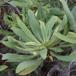 Echium decaisnei Leaf
