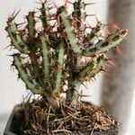 Euphorbia aeruginosa Blatt