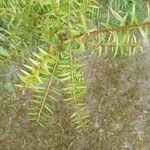 Podocarpus totara Feuille