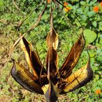 Aristolochia ringens Frukto