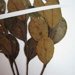 Forsteronia guyanensis Otro