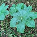 Podophyllum versipelle Foglia