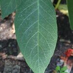 Brugmansia sanguinea 叶