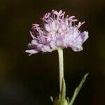 Scabiosa canescens फूल