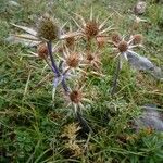 Eryngium bourgatii Cvet