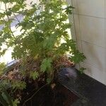 Pelargonium × asperum Hábito