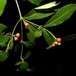 Rauvolfia tetraphylla Fruit