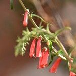 Penstemon eatonii Хабит