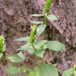 Agastache nepetoides ശീലം