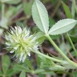 Trifolium retusum Altro