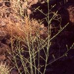 Crambe kralikii Libunga