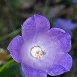 Campanula rhomboidalis Květ