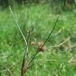 Schoenoplectus corymbosus Fruit