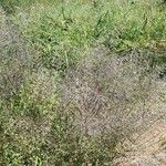 Eragrostis cylindriflora Кветка