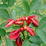 Erythrina crista-galliFlor