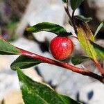 Salix foetida Frukt