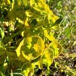 Euphorbia portlandica Flower