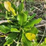 Pappea capensis Feuille