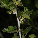 Ribes quercetorum Bark