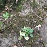 Primula vulgarisFlower