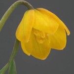 Fritillaria serpenticola Flower