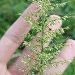 Setaria vulpiseta Gyümölcs