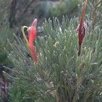 Adenanthos sericeus عادت داشتن