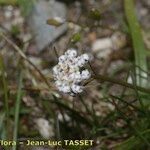 Teesdalia coronopifolia Blüte
