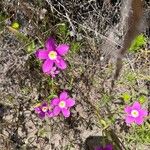 Calandrinia ciliata Flower