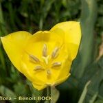 Tulipa billietiana Flor