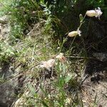 Silene douglasii Habit