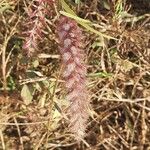 Cenchrus pedicellatus Flower