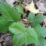 Fragaria viridisBlad