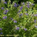 Scutellaria hastifolia Natur