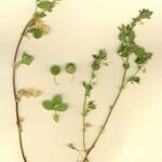 Medicago scutellata Hábito