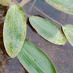 Potamogeton natans Leaf