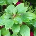 Catharanthus roseus Blad