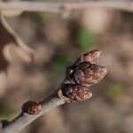 Quercus ilicifolia Hedelmä