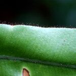 Elaphoglossum hybridum List