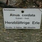 Alnus cordata Άλλα