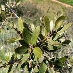 Quercus berberidifolia Ліст