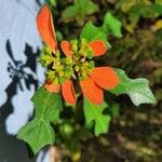 Euphorbia heterophylla Flower